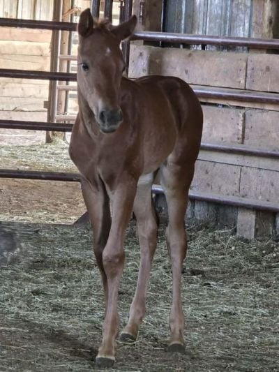 Bluestem Roan Bar JW<BR>AQHA PENDING